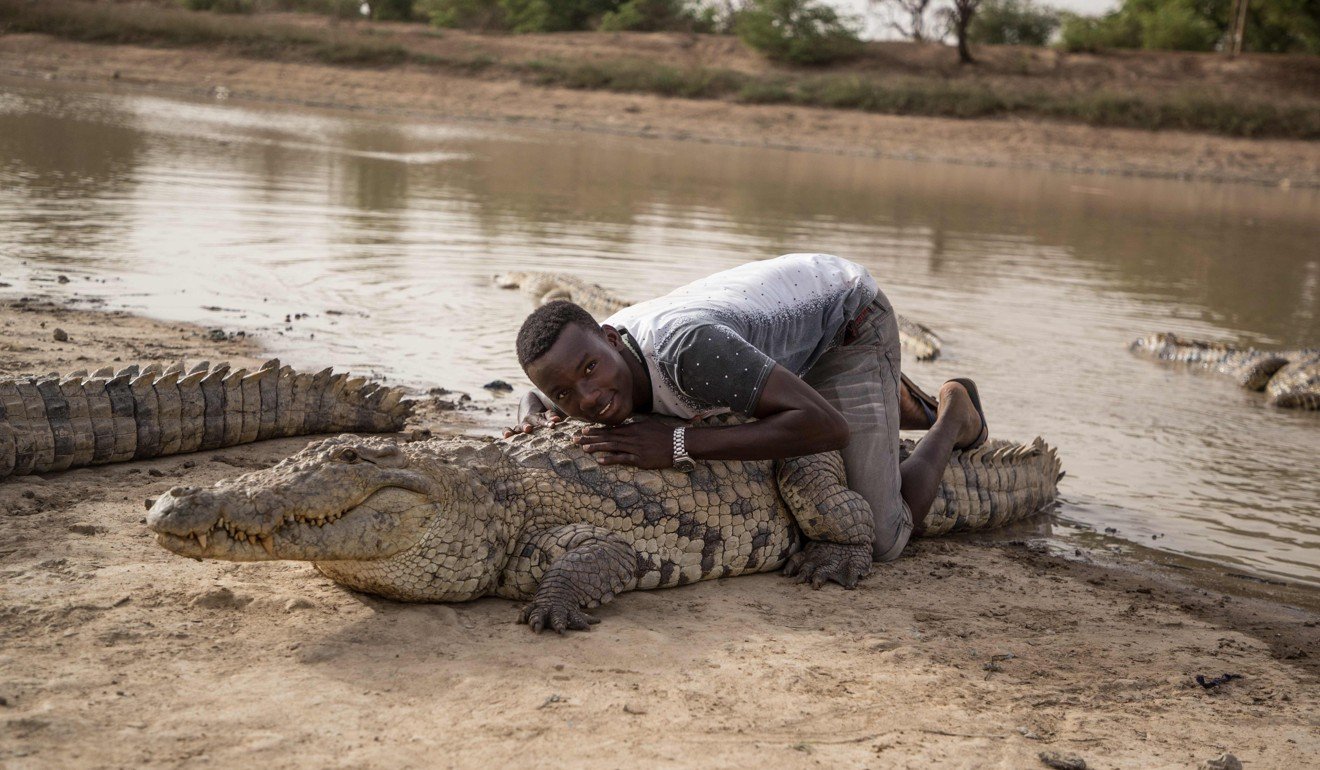 A boy leans on the back of a crocodile. Photo: AFP