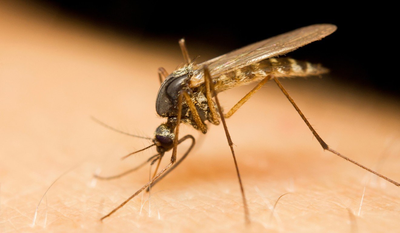An unidentified Russian started showing symptoms of the parasite after travelling to a rural area not far from Moscow, where she ‘recalled being frequently bitten by mosquitoes’. Photo: Dreamstime