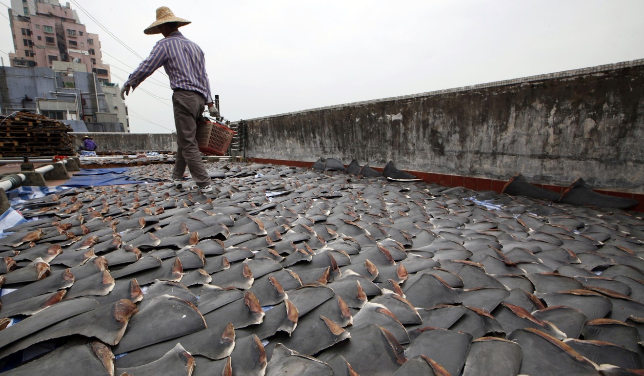 Shark fins drying on the rooftop of a factory building in Hong Kong, a major destination for US imports. Photo: AP