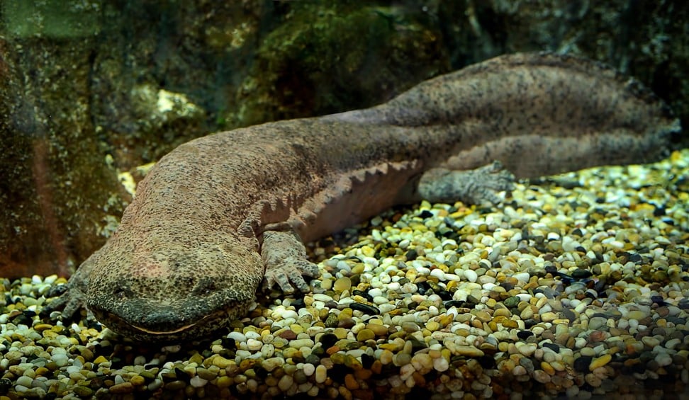 The Chinese giant salamander. Photo: Alamy