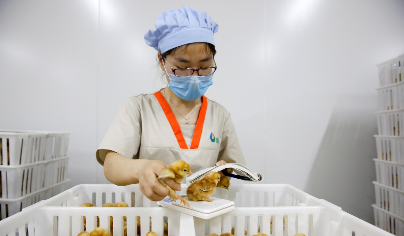 A worker weighs recently hatched layer chicks at the Huayu hatchery in Handan, Hebei province. Photo: Reuters