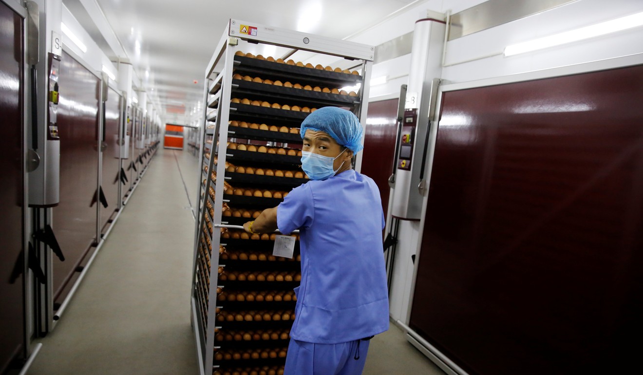A worker moves a rack with trays of chicken eggs past a row of incubators at the Huayu hatchery in Handan, Hebei province. Photo: Reuters