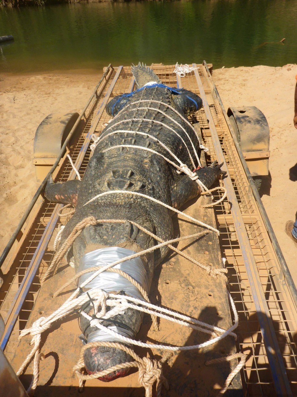The captured saltwater crocodile weighs 600 kilograms. Photo: AFP