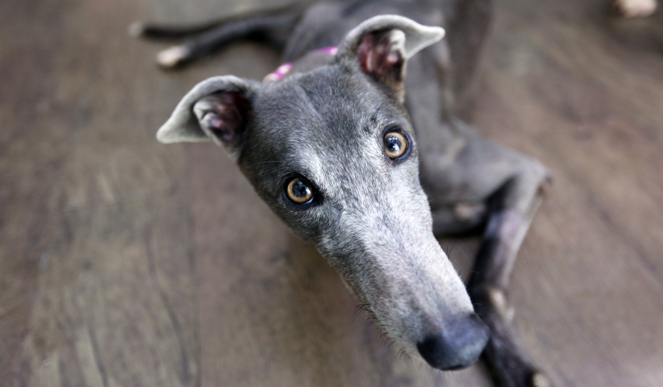 Star, a greyhound rescued from the canidrome in Macau. Photo: Xiaomei Chen