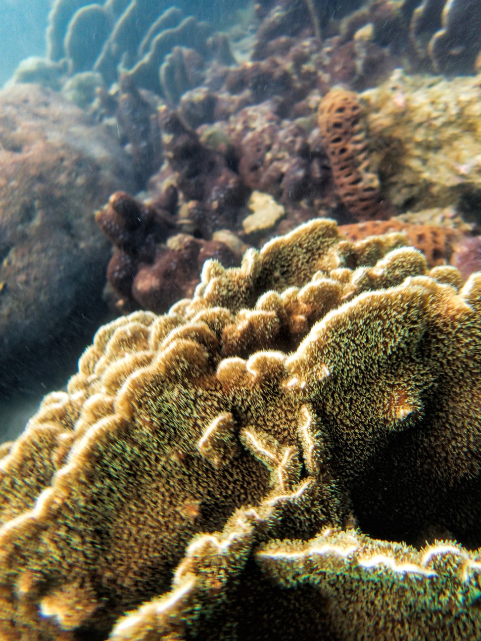 Hoi Ha is known for having areas of coral in its waters. Photo: Martin Williams