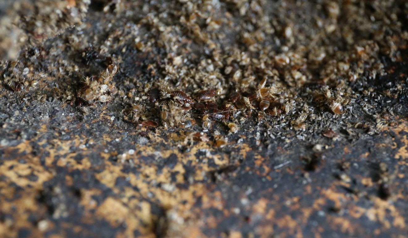 Bedbug excrement on the floor of the Tuen Mun flat. Photo: Rachel Cheung