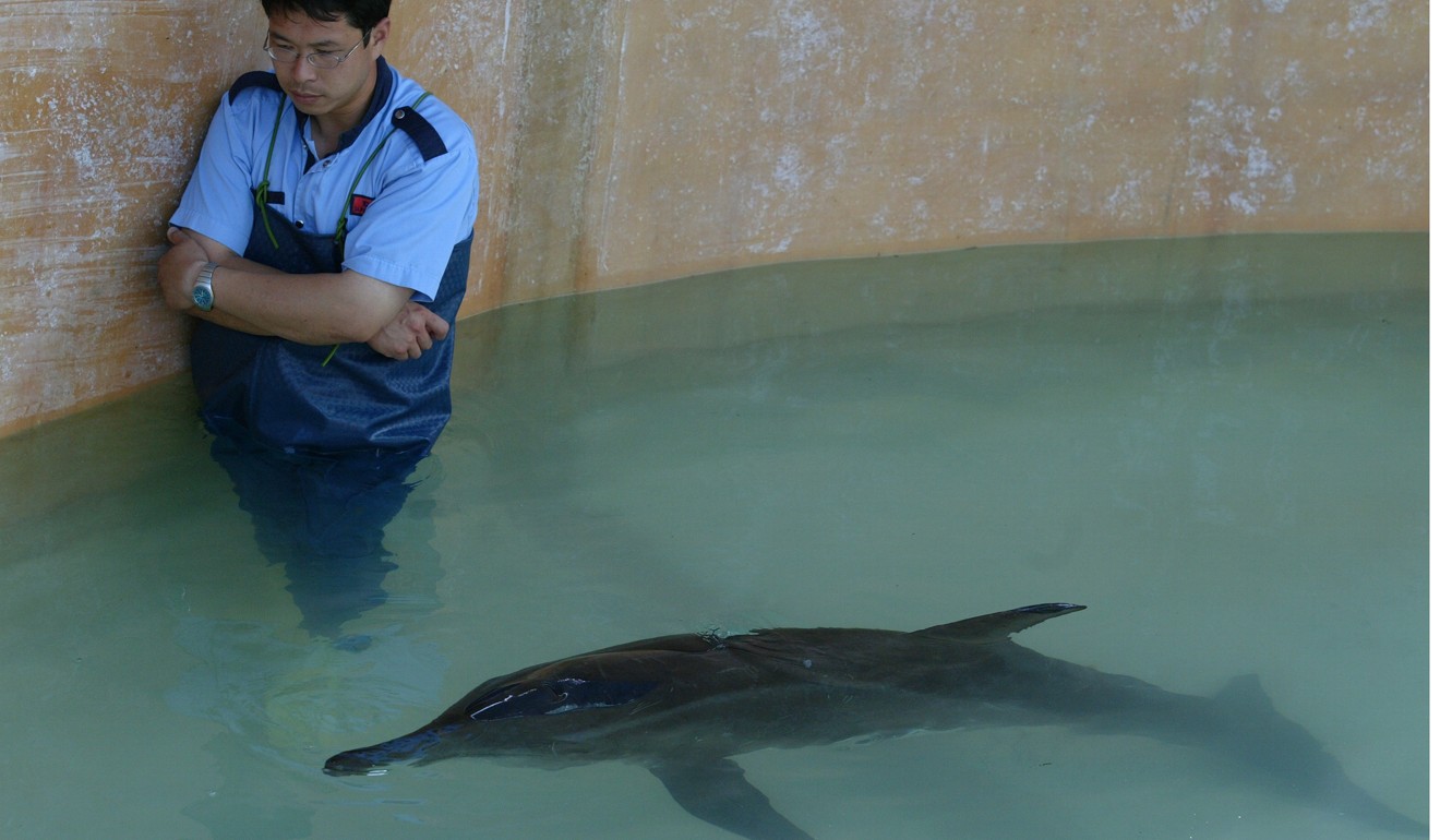 A young rough-toothed dolphin at Hong Kong’s Ocean Park in 2004. The animal was rescued after becoming stranded, but later died. Photo: SCMP Picture