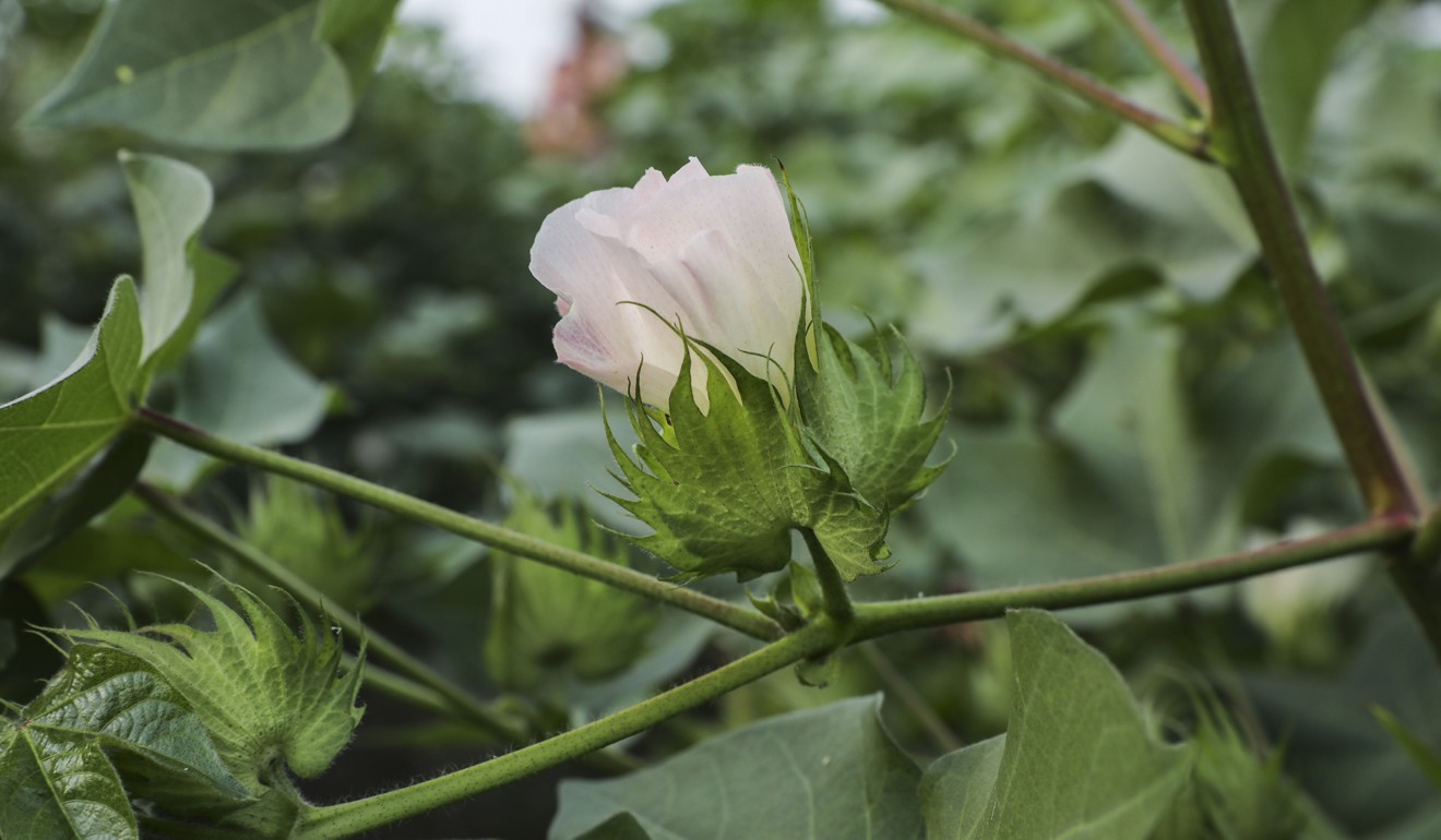 A cotton flower in cotton field at Shahuliu village, Binzhou city, in China's Shandong province. Photo: Simon Song