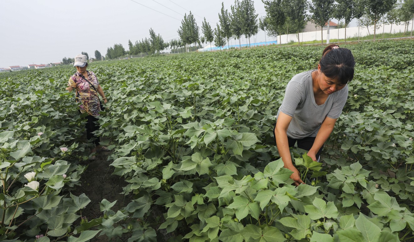 Sun Yujuan, right, and Wang Rongzhi, left, cotton farmers of Shandong Bingzhou Nongxi Cotton Professional Cooperative, work in a cotton field at Shahuliu village in China. Photo: Simon Song