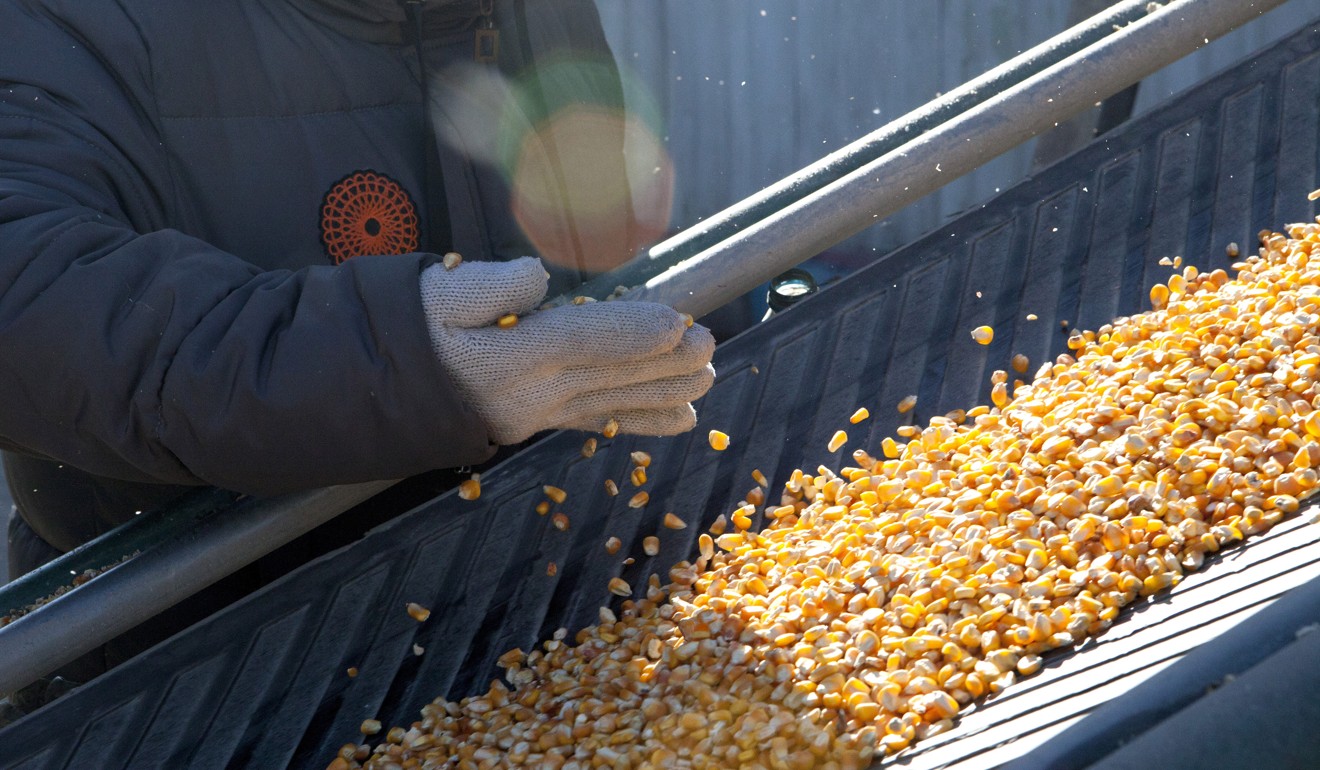 The Chinese government has been seeking to diversify its supply of pig feed. Photo: Bloomberg