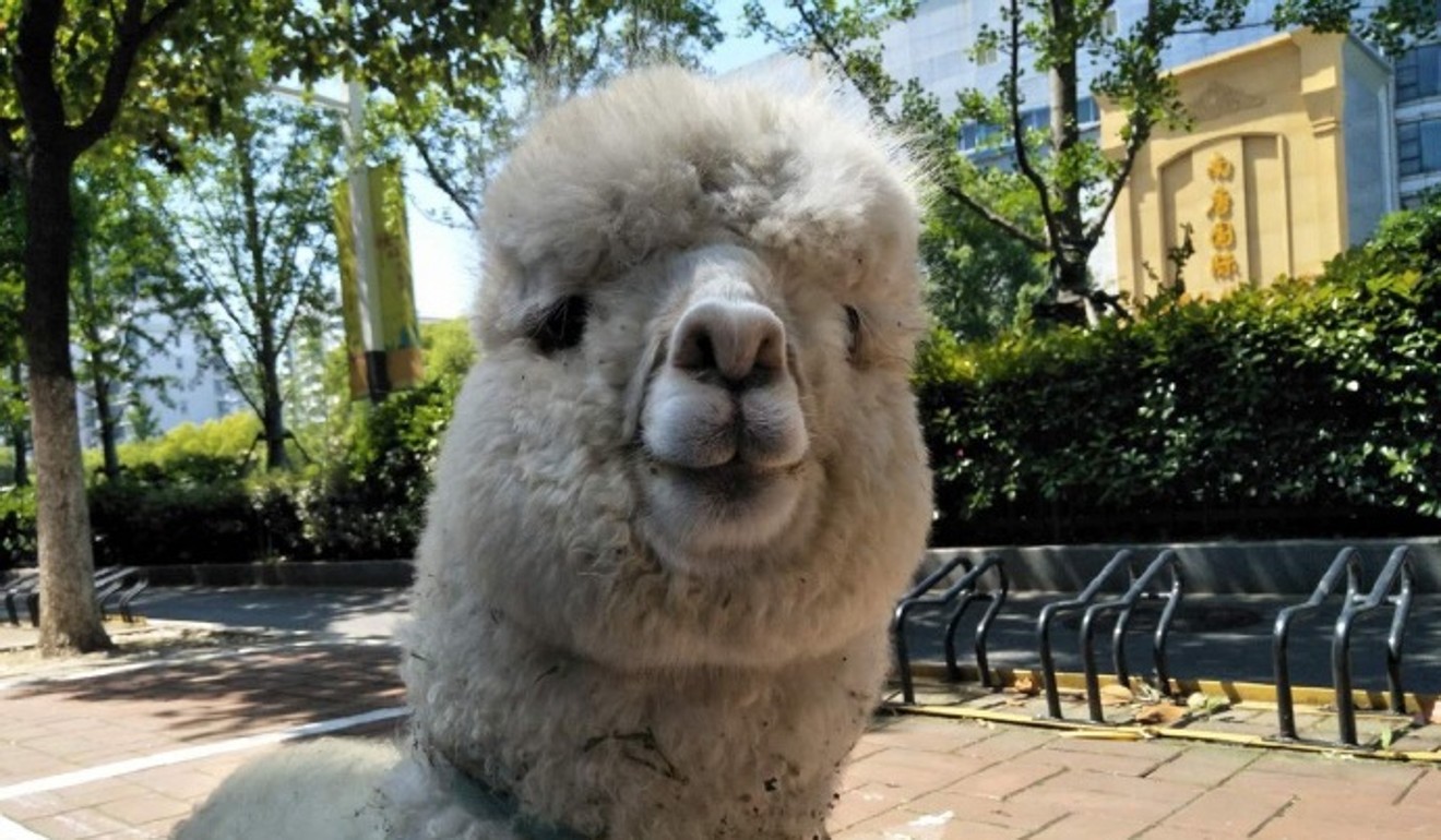 One of Dr Liu’s memorable patients was an alpaca she named Shenshou, a ‘mythical beast’ with a big personality. Photo: Liu Youyou
