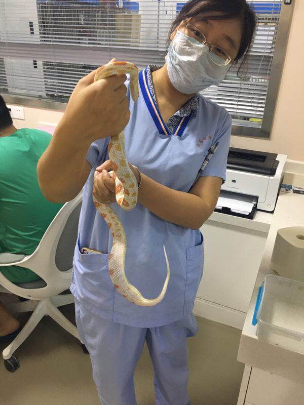 Health check for a snake at Dr Liu’s clinic. Photo: Liu Youyou