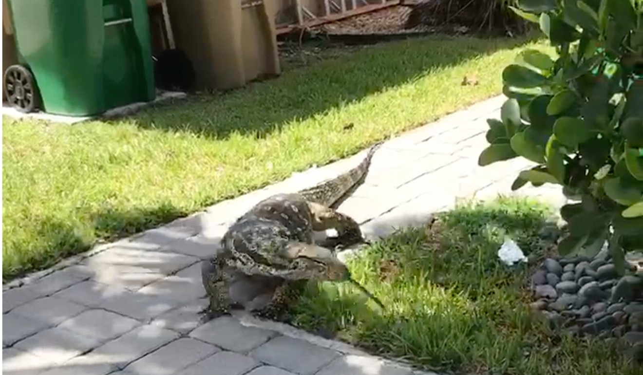 The massive lizard has visited a Florida family at least three times in two weeks. Photo: Zachary Lieberman