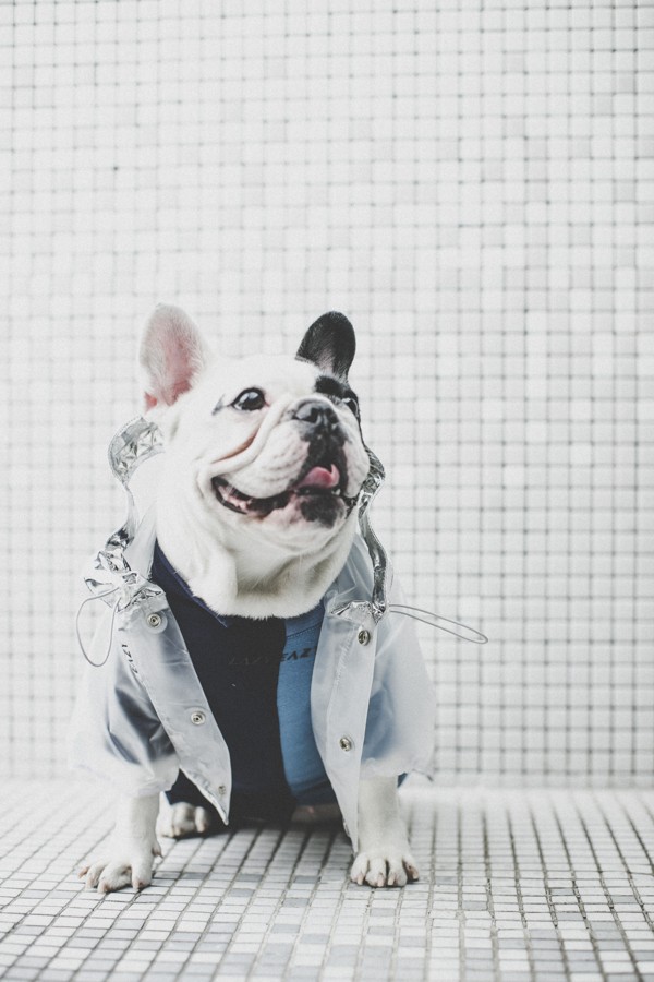 A dog wearing an outfit by Shanghai’s designer pet clothing line Lazy Eazy. Photo: Lazy Eazy