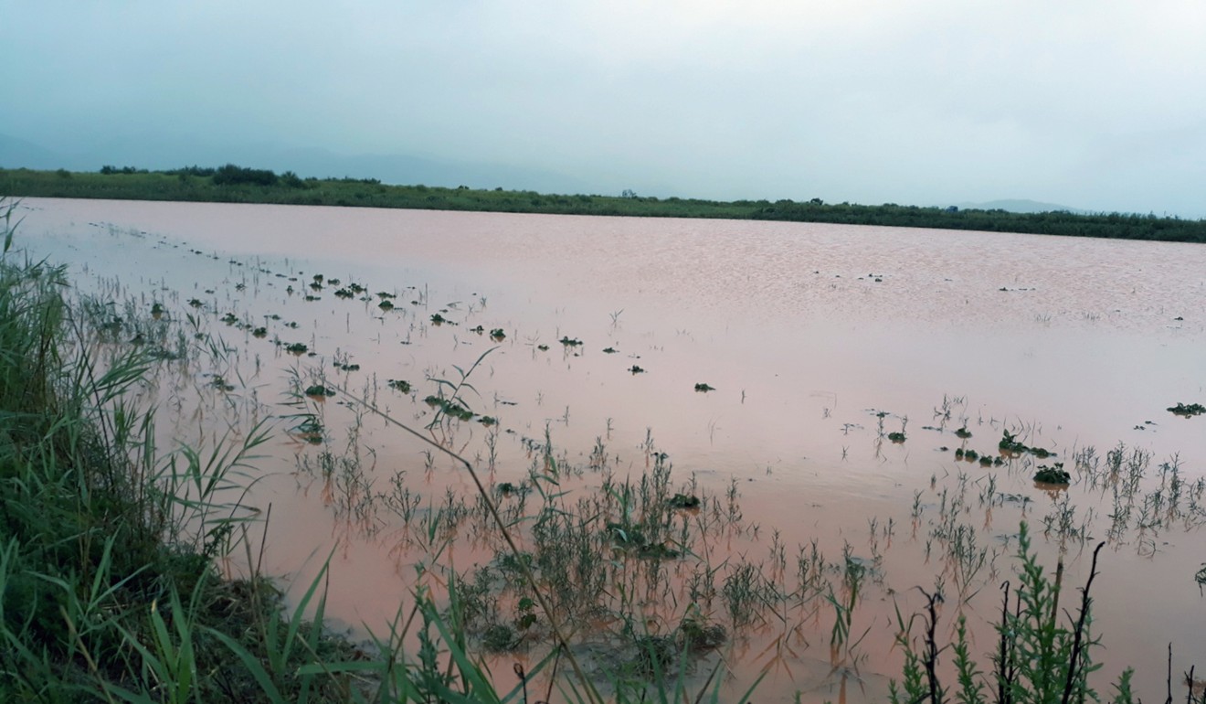 Rice paddies are flooded after Typhoon Soulik dumped heavy rains in Haenam, South Korea, last month. Photo: AP