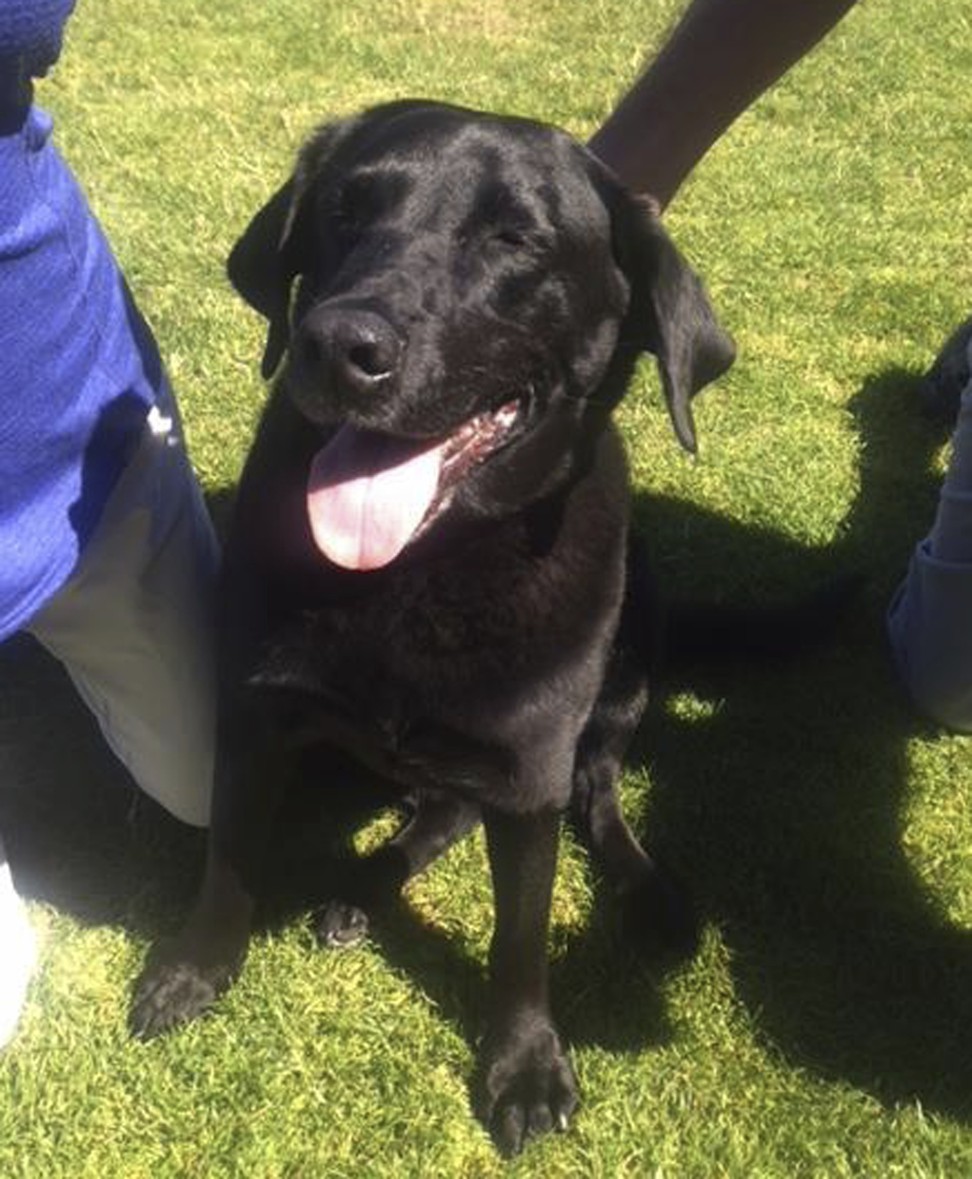 This undated photo provided by Lisa Christon shows Lucy the Labrador, supposedly shot dead by Oregon man Josh Horner, but discovered very much alive and uninjured. Photo: Lisa Christon via AP