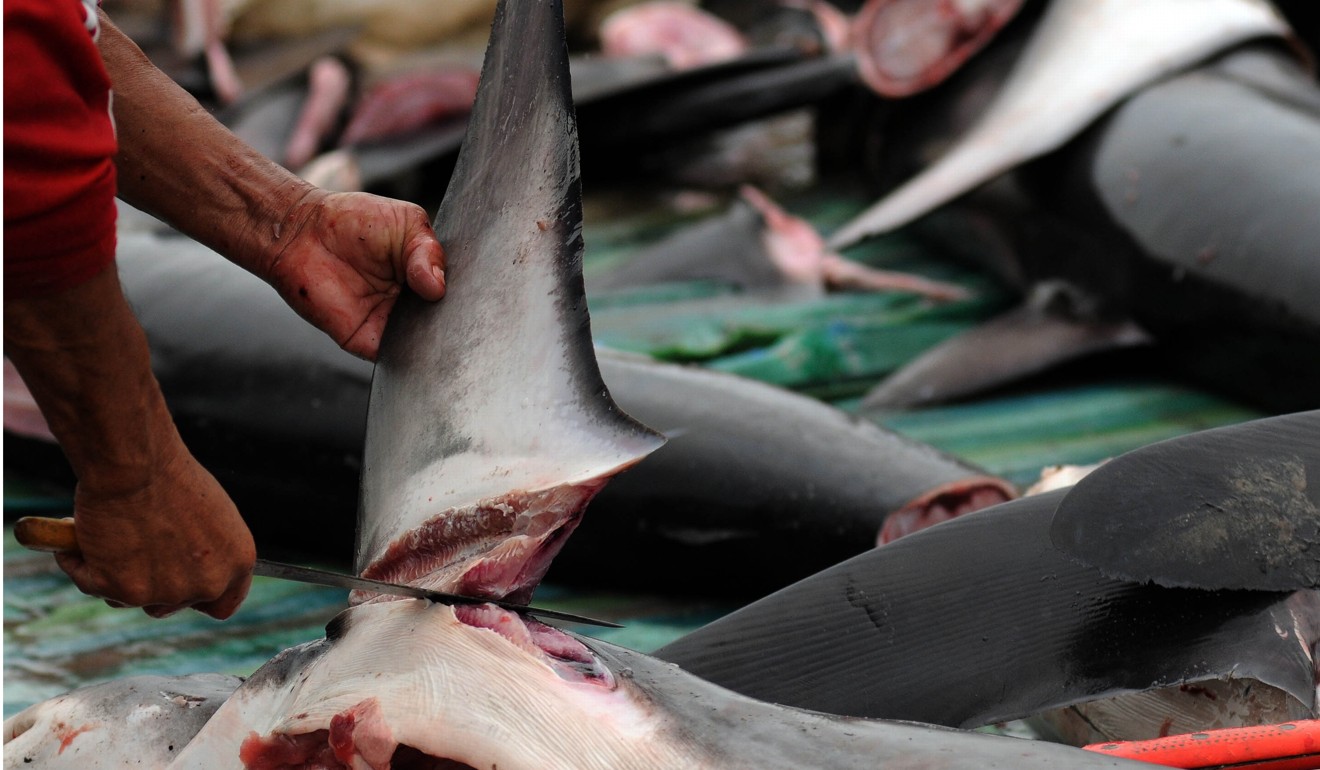 Overfishing caused by booming demand for shark fin soup is threatening the fish’s existence. Photo: Xinhua