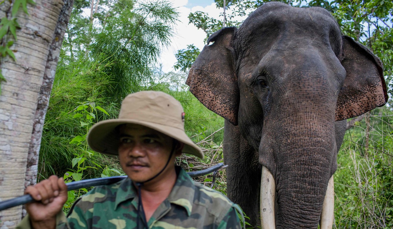 A rescued elephant in Yok Don National Park, Dak Lak province, Vietnam. Photo: AFP