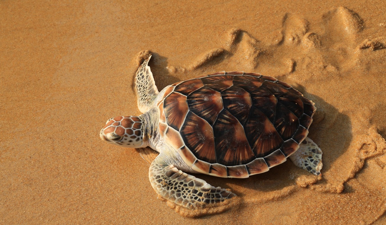 Locals want to save the precious marine life. Photo: Shutterstock