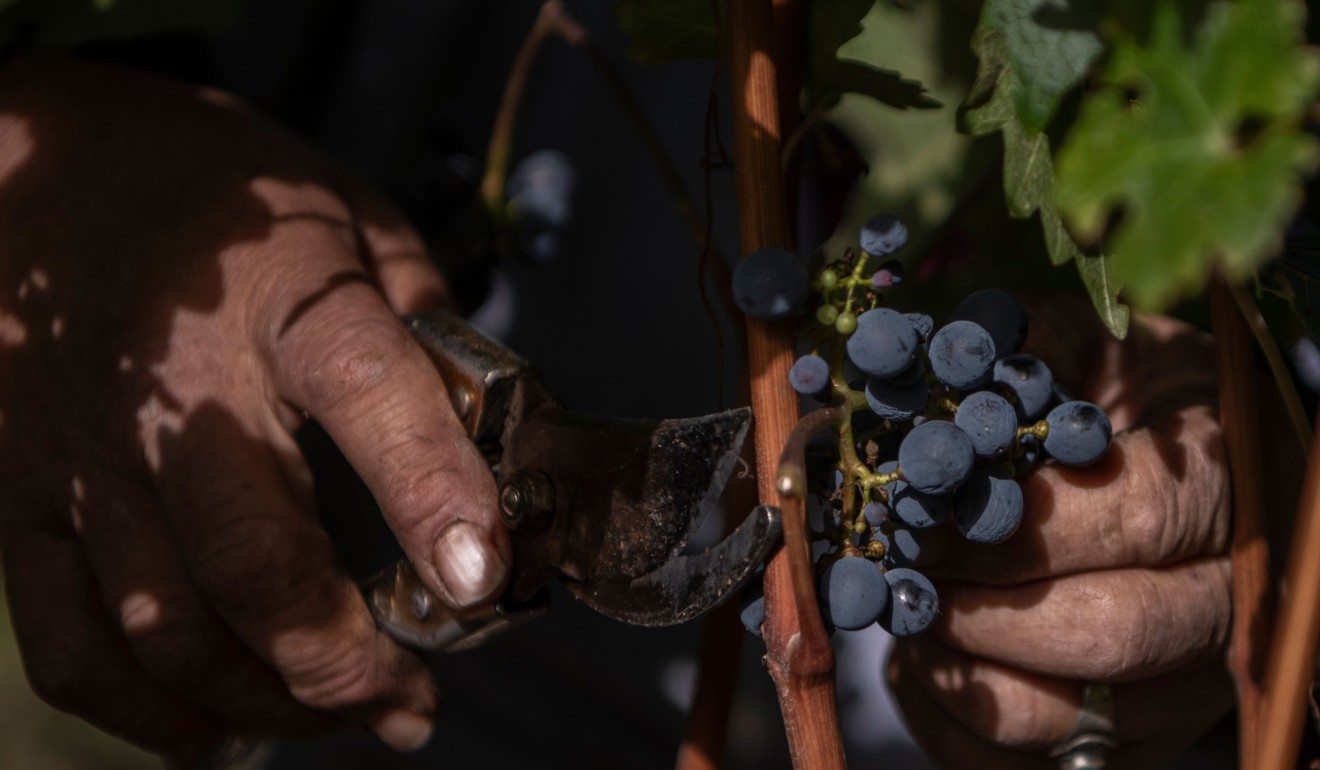 The Ao Yun vineyards are situated in a unique location which boasts moderate temperatures all year round. Photo: AFP