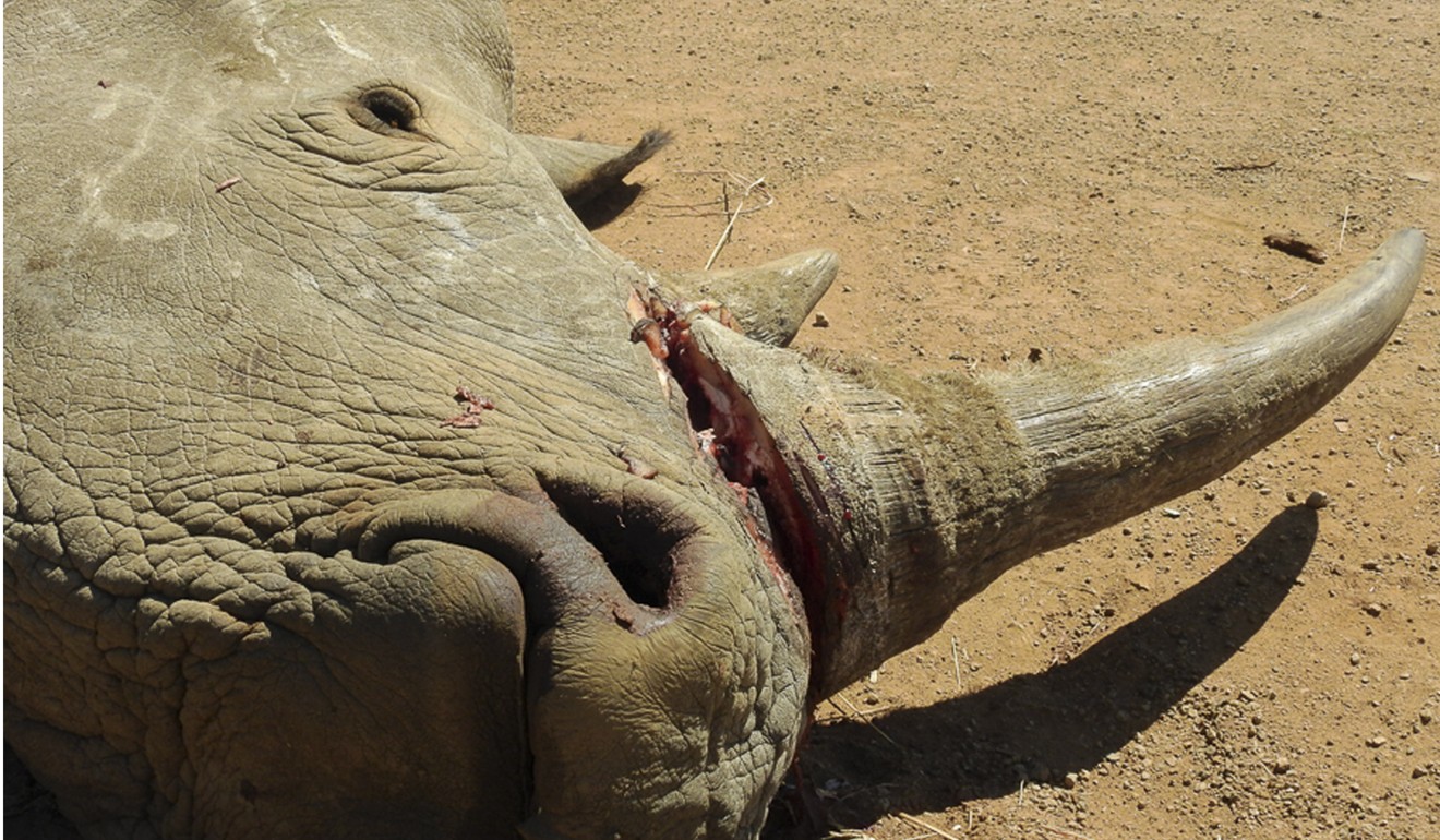Last year a total of 1,028 rhinos were illegally killed in South Africa, which has the world’s largest population of rhino.