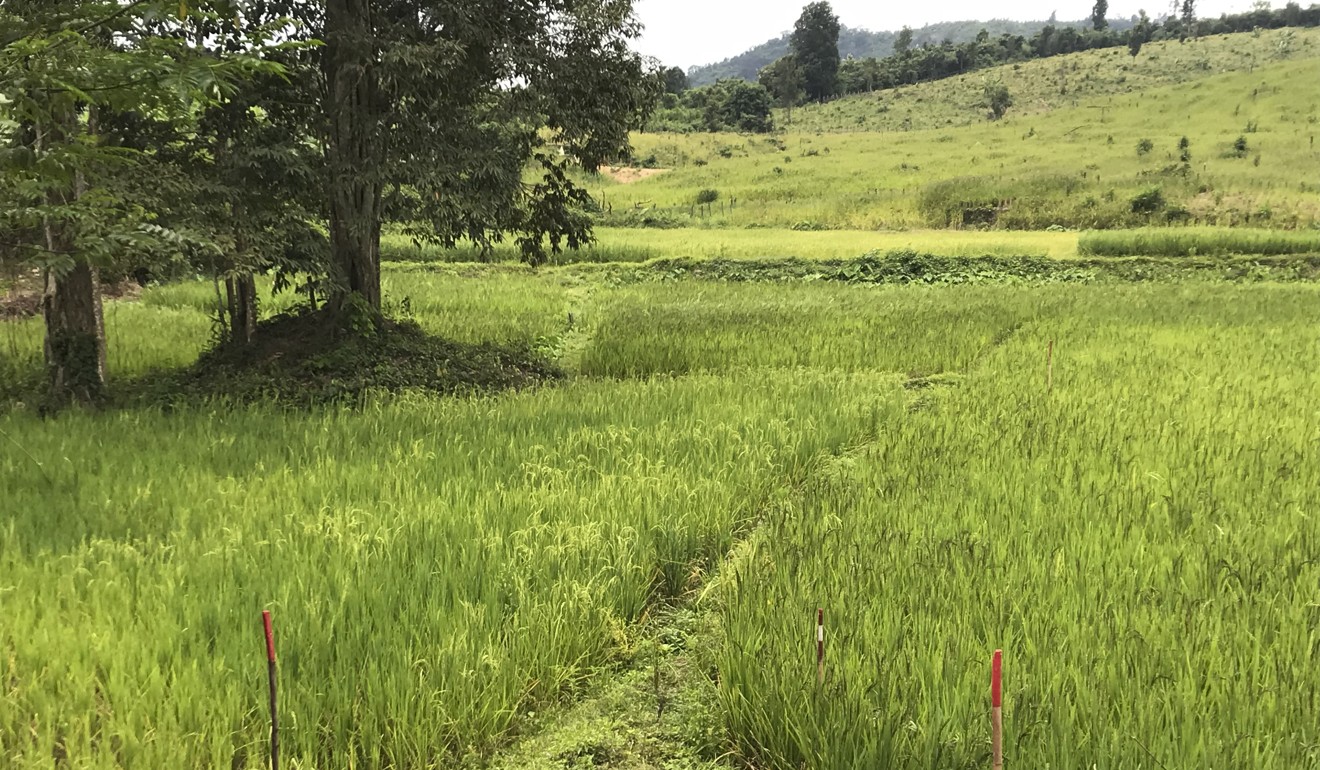 A rice paddy in Xépôn. Picture: Padraic Convery
