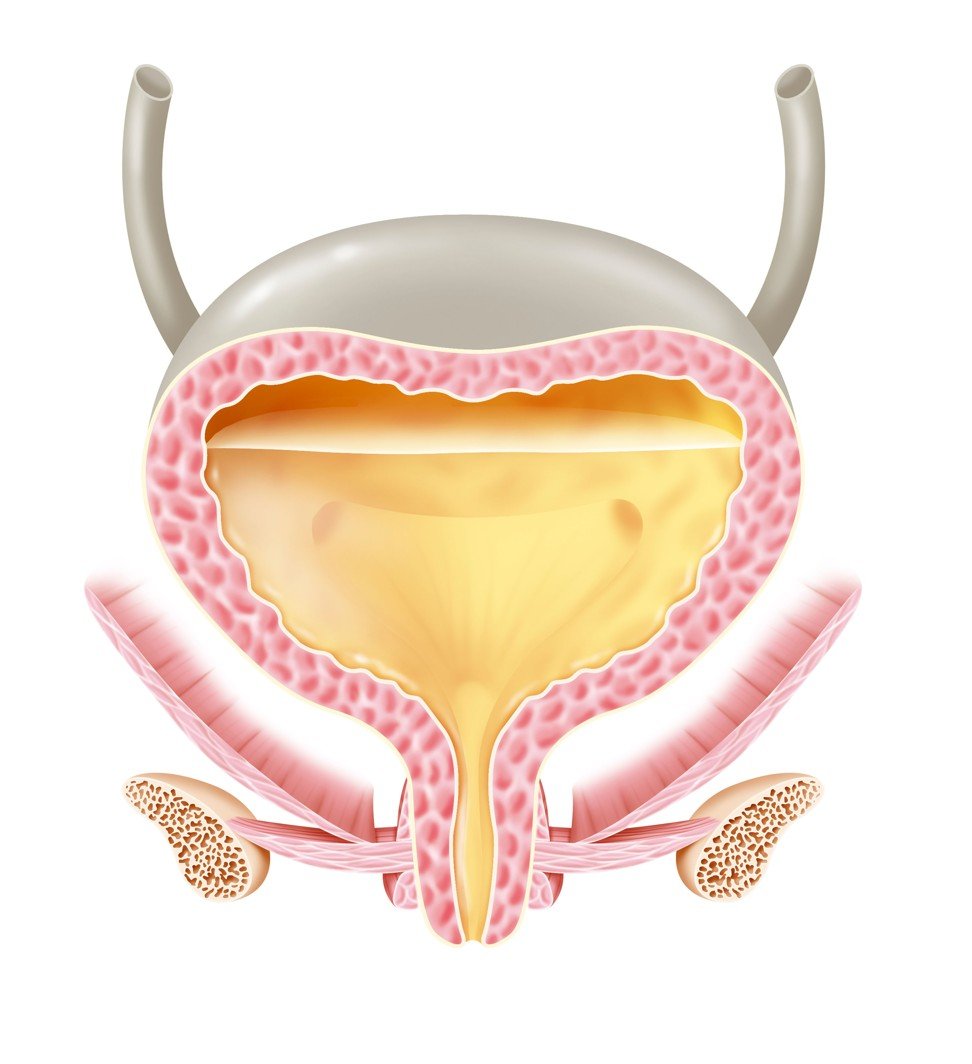 The bladder can hold about 500ml of urine and signals the brain it is full when it contains 200ml to 300ml. Illustration: Alamy