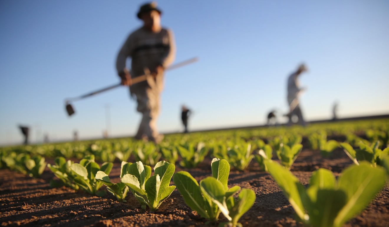 Agricultural workers cultivate romaine lettuce on a farm in Holtville, California. US health officials warned consumers on November 20 not to eat any romaine lettuce and to throw away any they might have in their homes, citing an outbreak of E coli poisoning. Photo: Getty Images/AFP