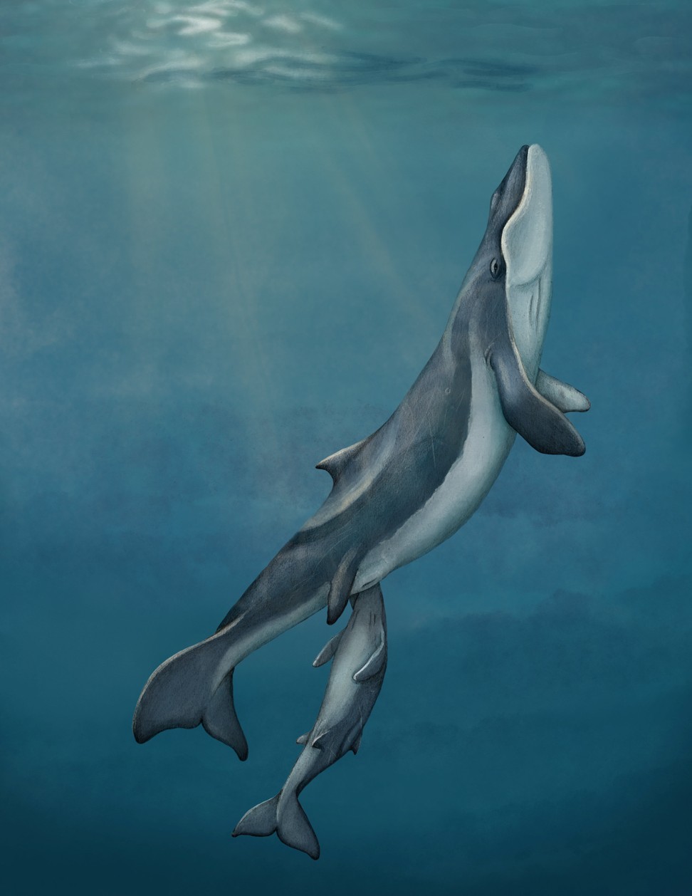 An artist’s impression of a mother and calf Maiabalaena nesbittae provided by the Smithsonian Institution. Photo: Reuters