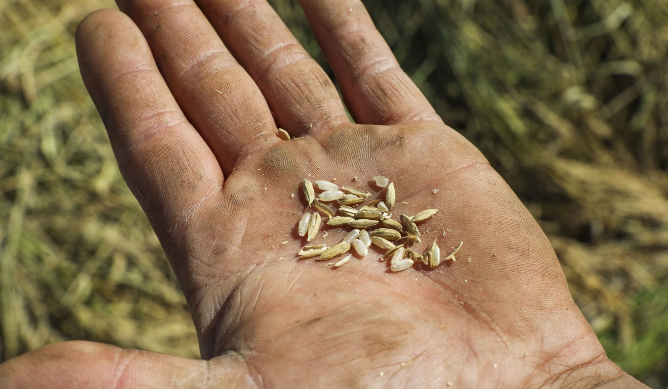 Black Soil-brand rice grown in Xiangshui. Picture: Simon Song