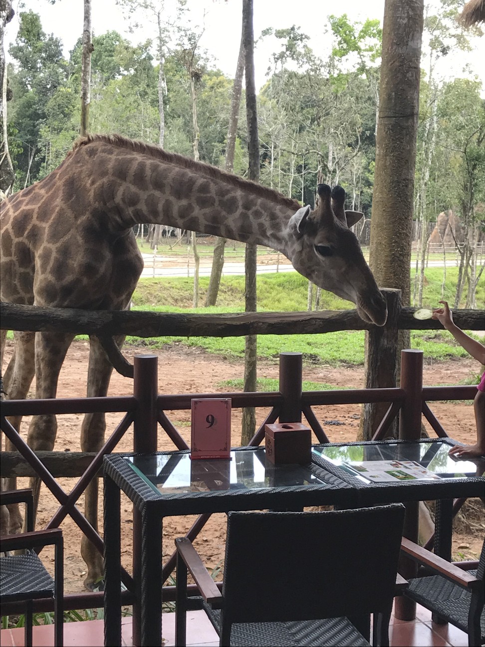Take a seat at Vinpearl Safari’s Giraffe Restaurant and you will likely be joined by a long-necked visitor. Picture: Mark Footer