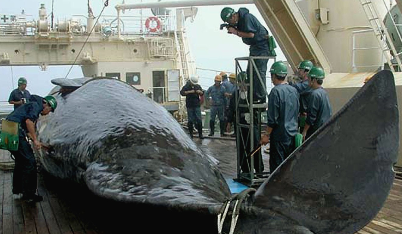 A sperm whale aboard a Japanese ship. Photo: AP