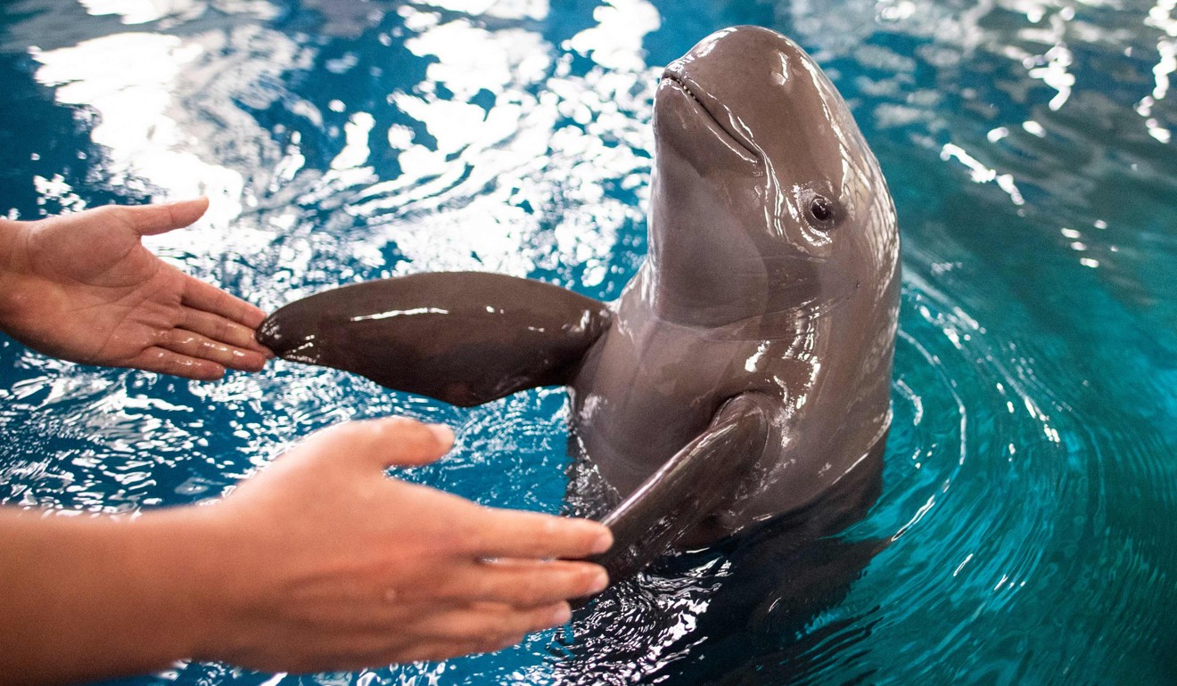 Conservation efforts on the Yangtse to preserve the finless porpoise work in tandem with those at the baiji dolphinarium in Wuhan. Photo: AFP