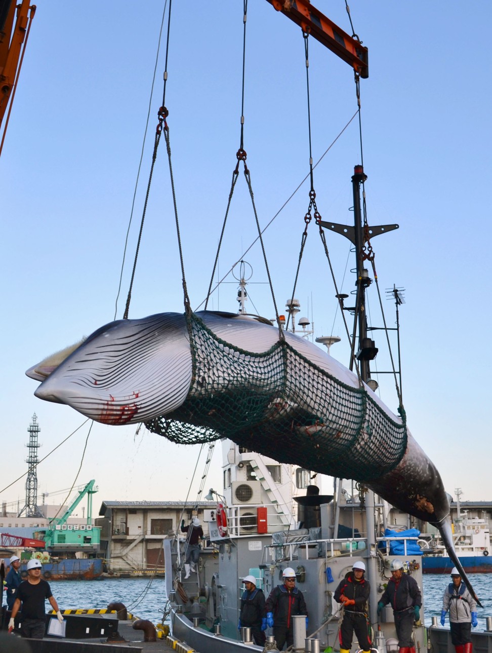 A minke whale at a port in Kushiro. Photo: Kyodo