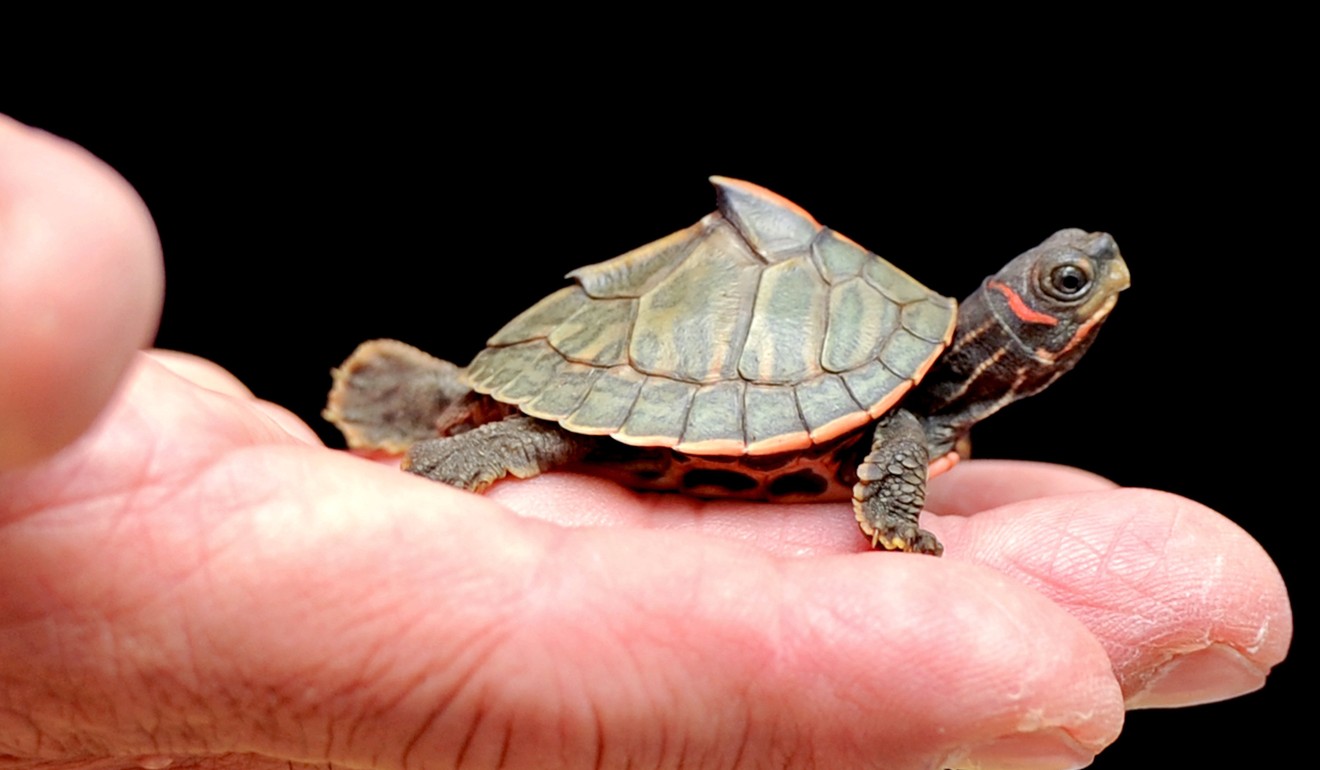 A file photo of a smuggled Indian Roofed turtle, seized in Thailand. Photo: AFP