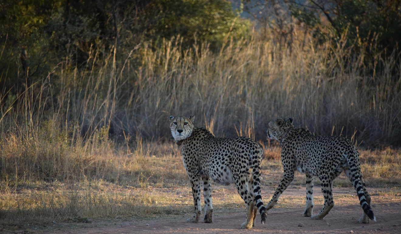 Entabeni Game Reserve is home to all types of wildlife. Photo: Shutterstock