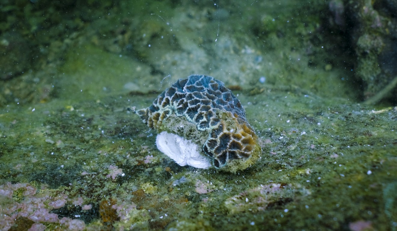 A freshly transplanted Platygyra coral in Hoi Ha Wan. Picture: James Wendlinger