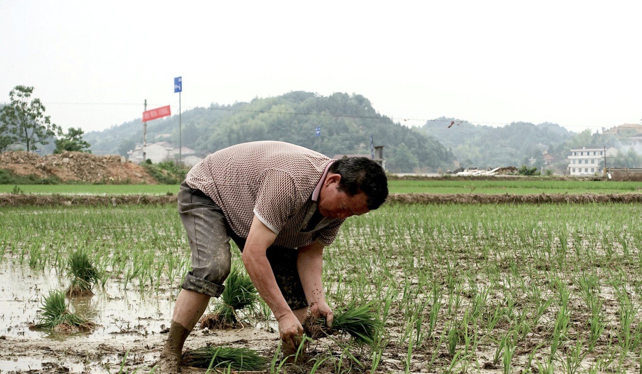 A farmer plants seedlings at a field in Dongfeng village, Hunan province on May 9, 2018. Photo: Reuters