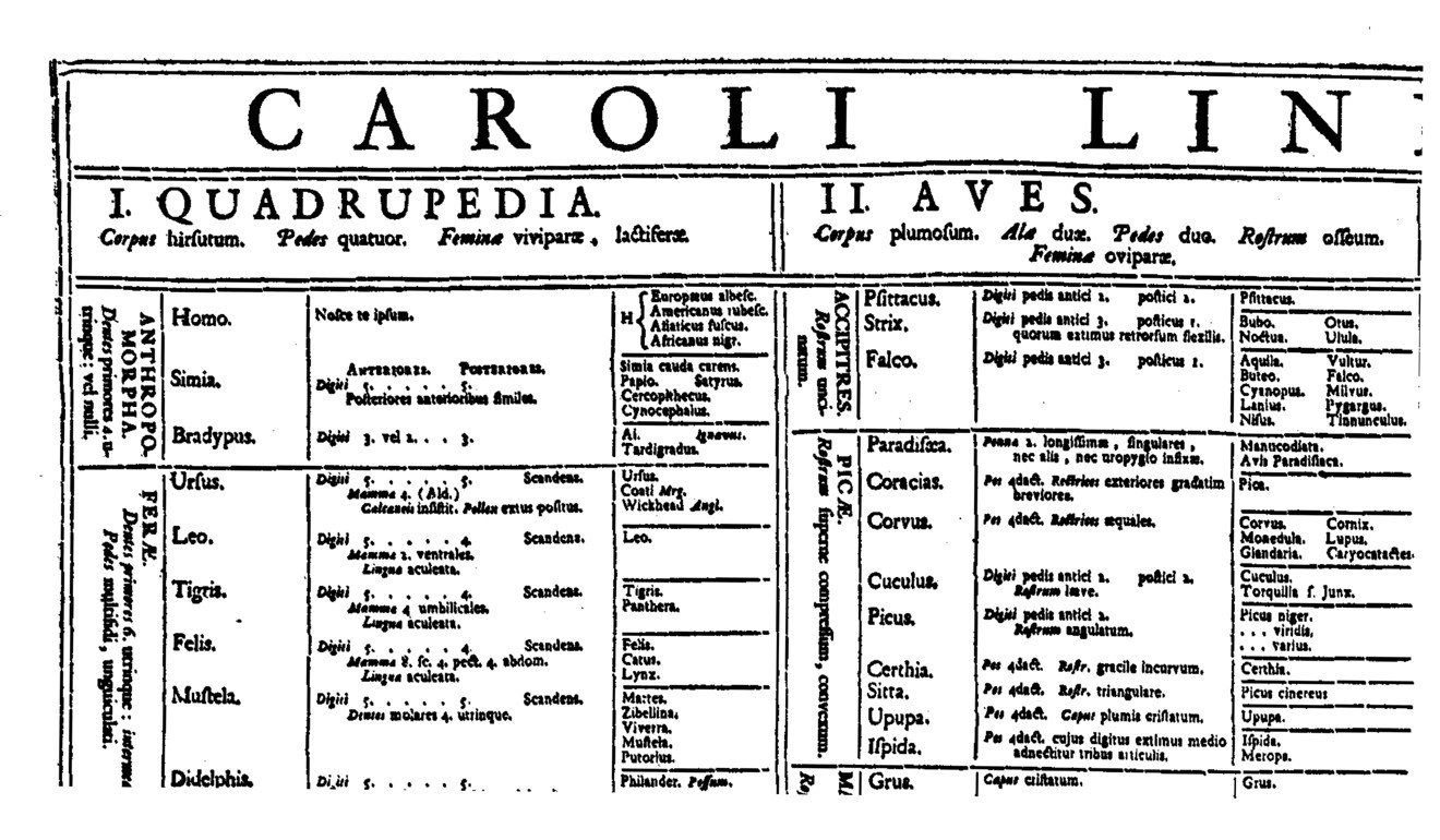 Linnaeus’ racial classifications from 1735. On the left, homo sapiens is divided into four kinds, one of which is H Asiaticus and identified as ‘fuscus’, or dark.