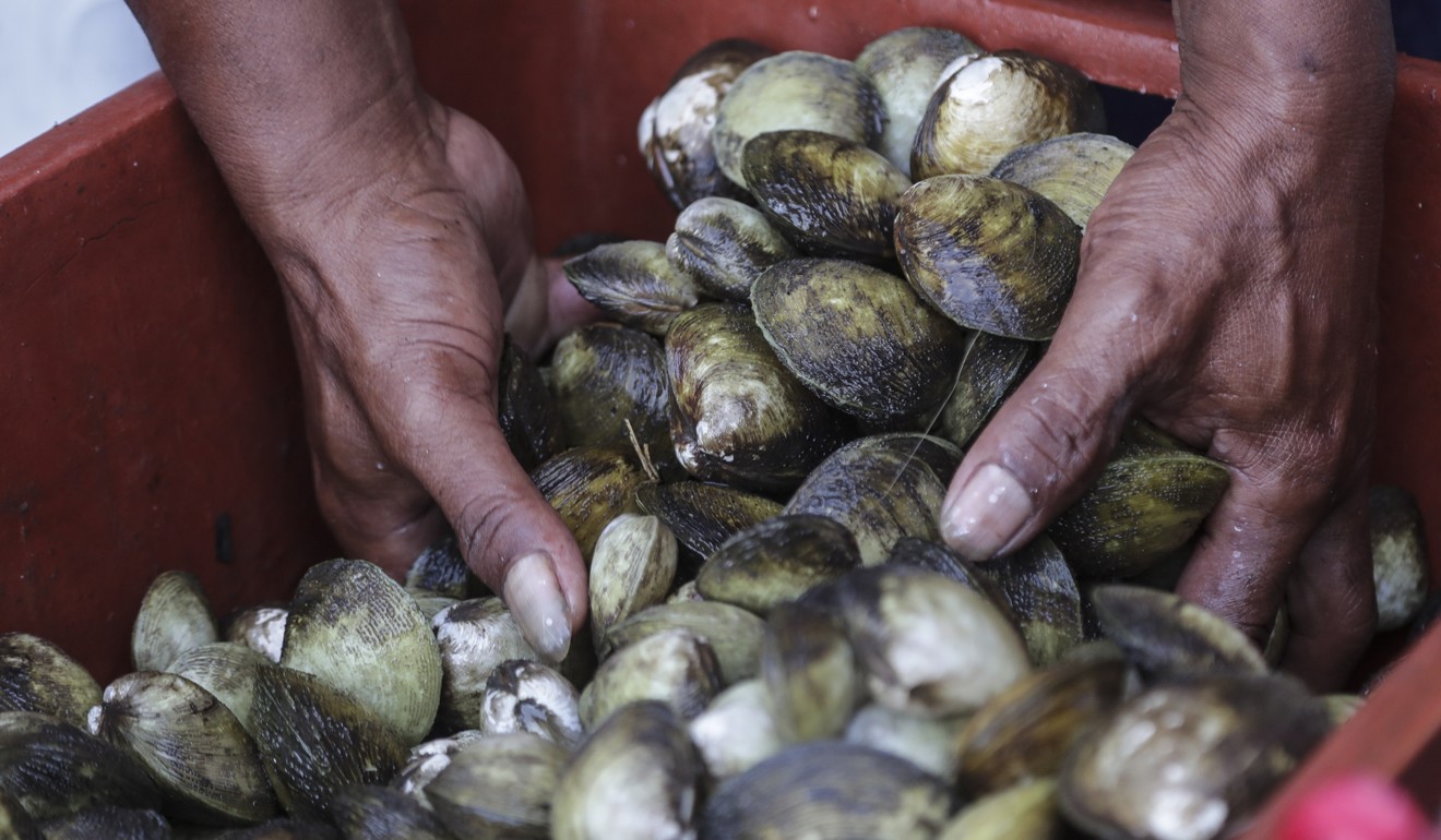 Thriving black market: clams. Photo: EPA