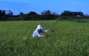 Changing diets and demographics mean the once powerful political role played by farmers is on the wane, helping to sow the seeds of a free-trade champion Changing diets and demographics mean the once powerful political role played by farmers is on the wane, helping to sow the seeds of a free-trade champion