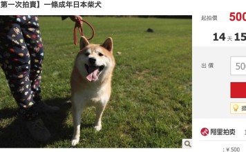 Dengdeng, a four-year-old Shiba Inu, has been offered for sale online after its owner failed to pay the dog’s “hotel” bill. Photo: Handout
