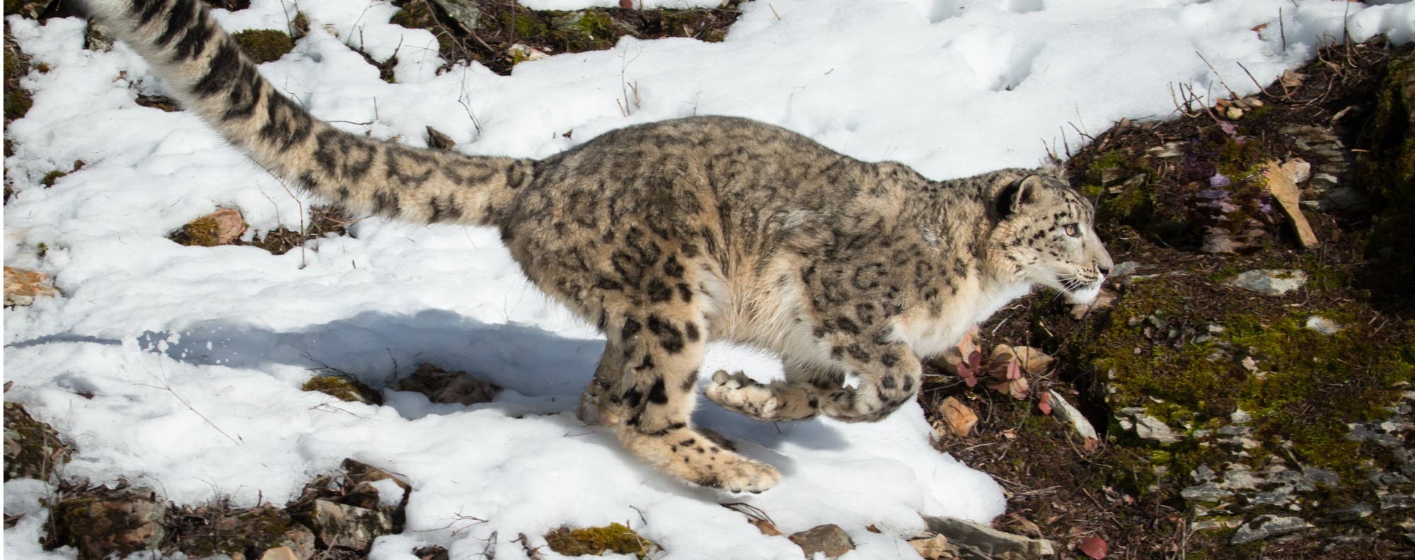 Snow leopard census: now it is off endangered species list, 12-nation