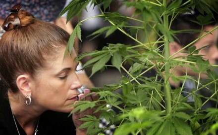 A shopper checks out a marijuana plant at the stall of one of many pot vendors at a cannabis farmers market organized by California Heritage Market in Los Angeles on Saturday, July 5, 2014. (Irfan Khan/Los Angeles Times/MCT)