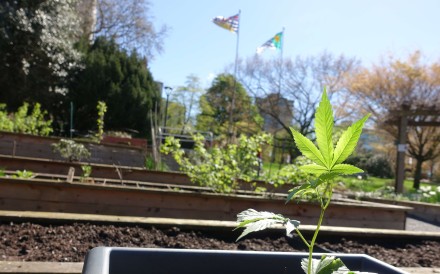 Cannabis plants are seen at the Vancouver City Hall community garden, in British Columbia, Canada, on Monday April 24. The plants, about 20cm high, were growing in planter boxes alongside rows of lettuce and decorative hyacinths. Photo: Ian Young Cannabis plants are seen at the Vancouver City Hall community garden, in British Columbia, Canada, on Monday April 24. The plants, about 20cm high, were growing in planter boxes alongside rows of lettuce and decorative hyacinths. Photo: Ian Young