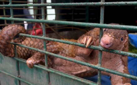 More than 35,000 pangolins – docile, ant-eating mammals with a thick armour – were seized by Indonesian authorities between 2010 and 2015, exposing the scale of the illegal business, the study by wildlife trade monitoring group Traffic said. File photo: AFP