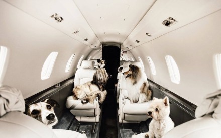 Here Victor, an on-demand private jet hire company, offers a Pets on Jets service which allows dogs – and many other animals – to fly with their owners. Photo: Victor