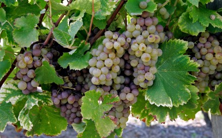 Sémillon wine grapes at the Chateau Monbazillac vineyard, Dordogne, France.