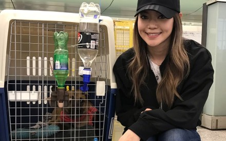 Natalie Phan already has volunteers to adopt the animals saved last year. Now all she needs is people willing to take them across the Pacific