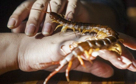 Centipedes widely used in traditional Chinese medicine, in dried or powder form, do not carry the parasite